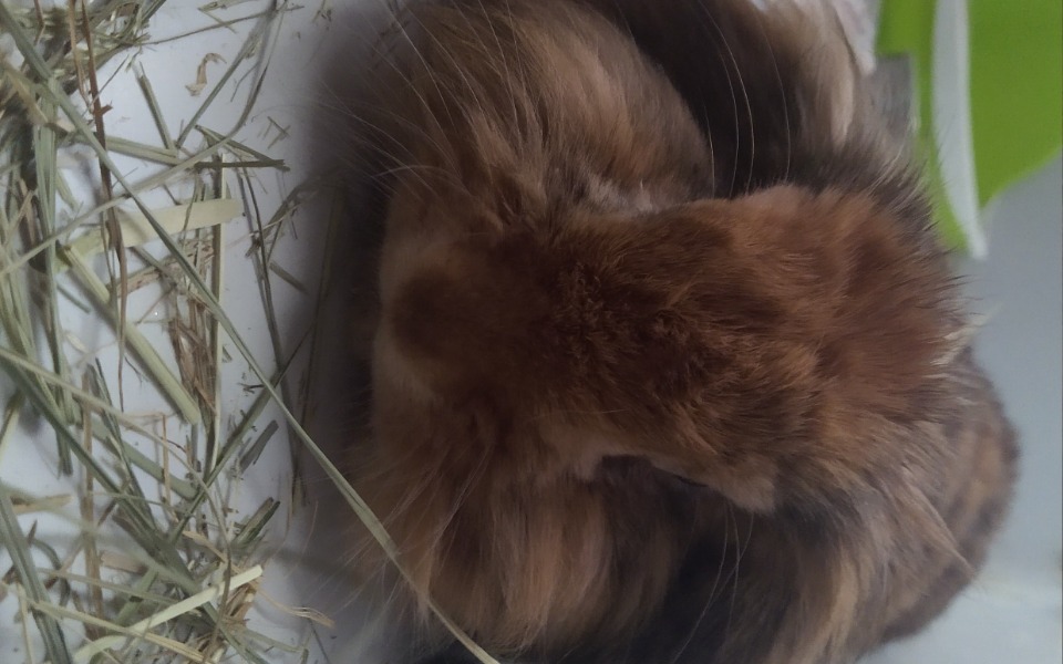 
        Zbiórka Leczenie króliczka kicka - zdjęcie główne
    