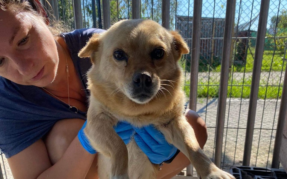 Zbiórka Cierpienie wiejskiego psa - zdjęcie główne