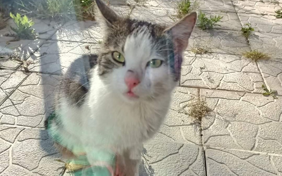 
        Zbiórka Dom dla kotów w potrzebie - zdjęcie główne
    