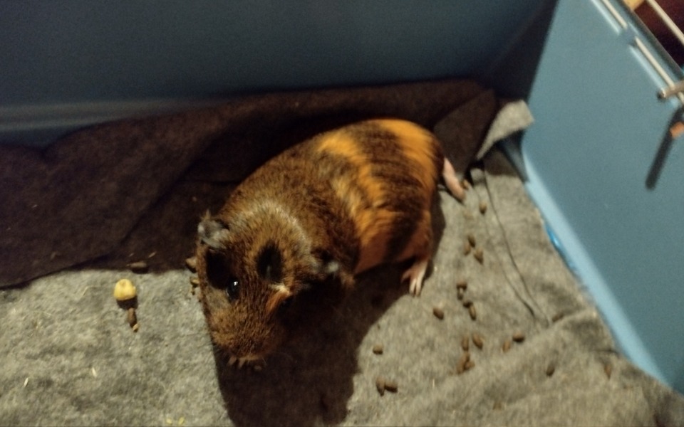 
        Zbiórka Na leki dla mojej świnki - zdjęcie główne
    