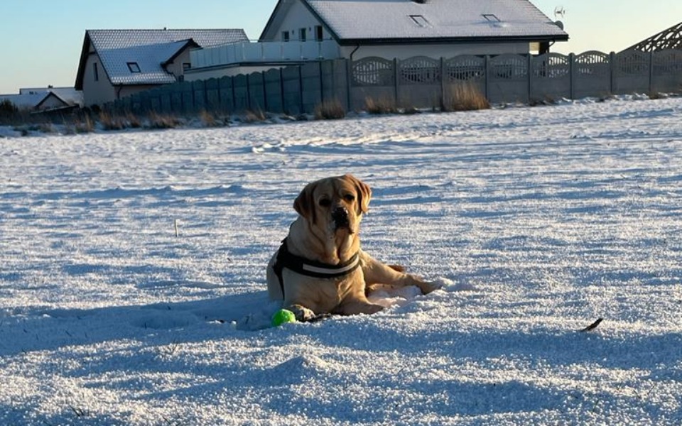 
        Zbiórka Na leczenie dla Amigo - zdjęcie główne
    