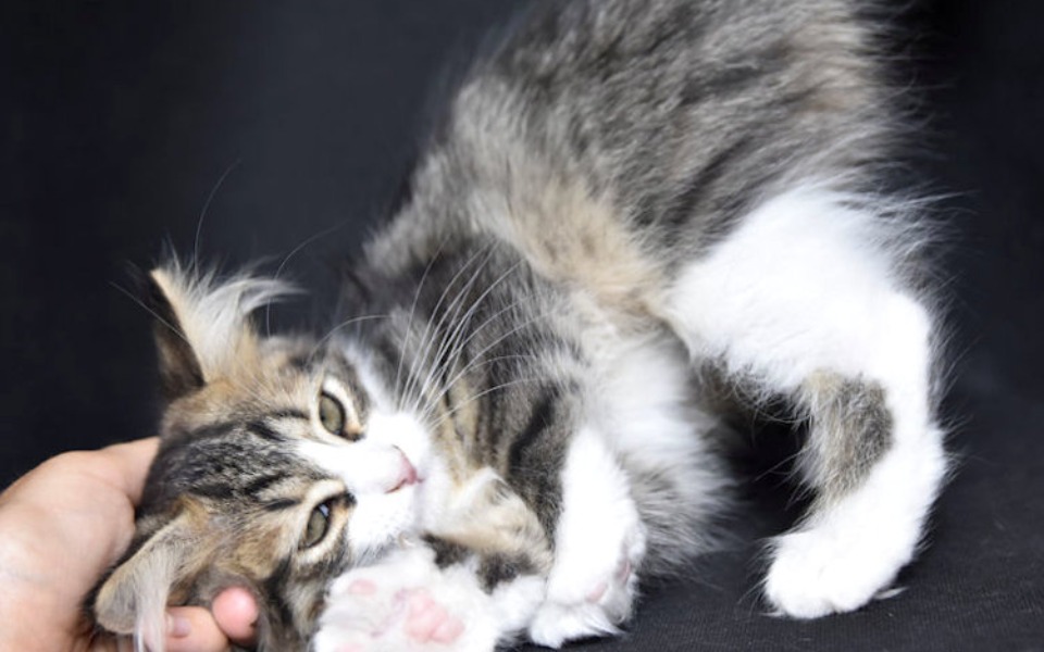 
        Zbiórka wymarzone wesele 1 - zdjęcie główne
    