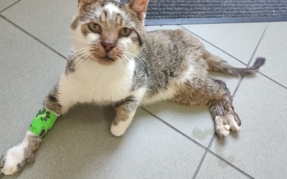 Zbiórka Na operacja Robusia - zdjęcie główne