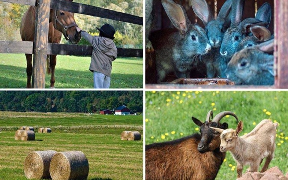 
        Zbiórka Agroturystyka Hodowla Zwierząt G - zdjęcie główne
    