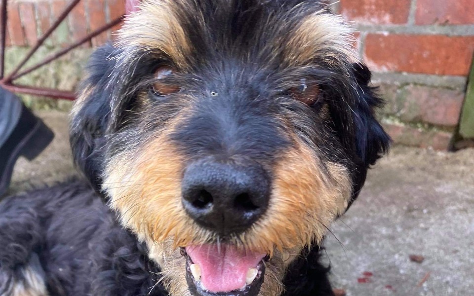 
        Zbiórka Nowy kojec dla psów seniorów - zdjęcie główne
    