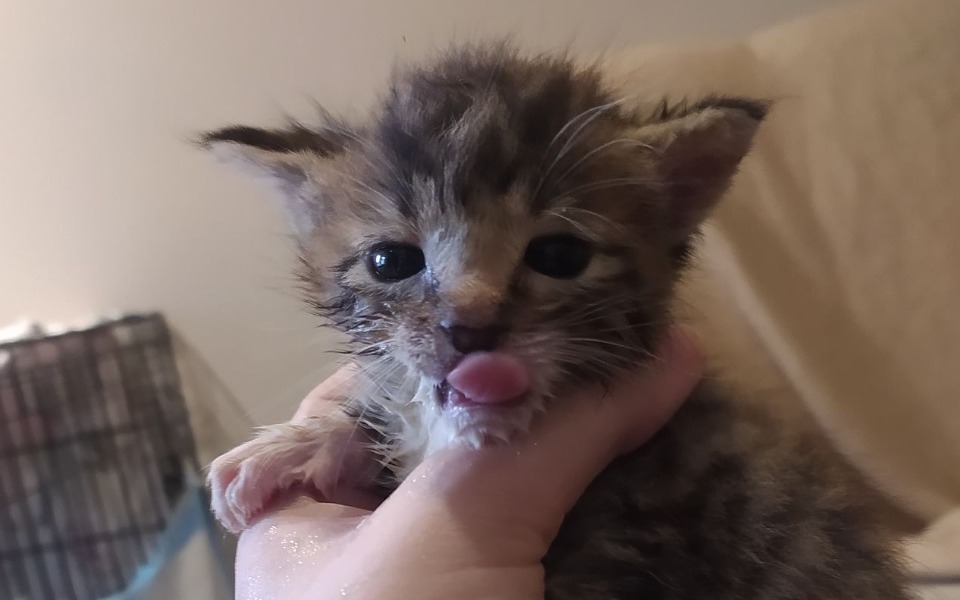 
        Zbiórka Na pomoc kociętom ze strychu - zdjęcie główne
    