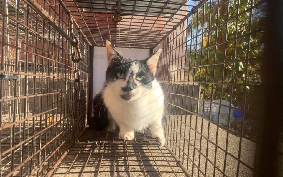 Zbiórka Wykastrujmy bezdomność - zdjęcie główne