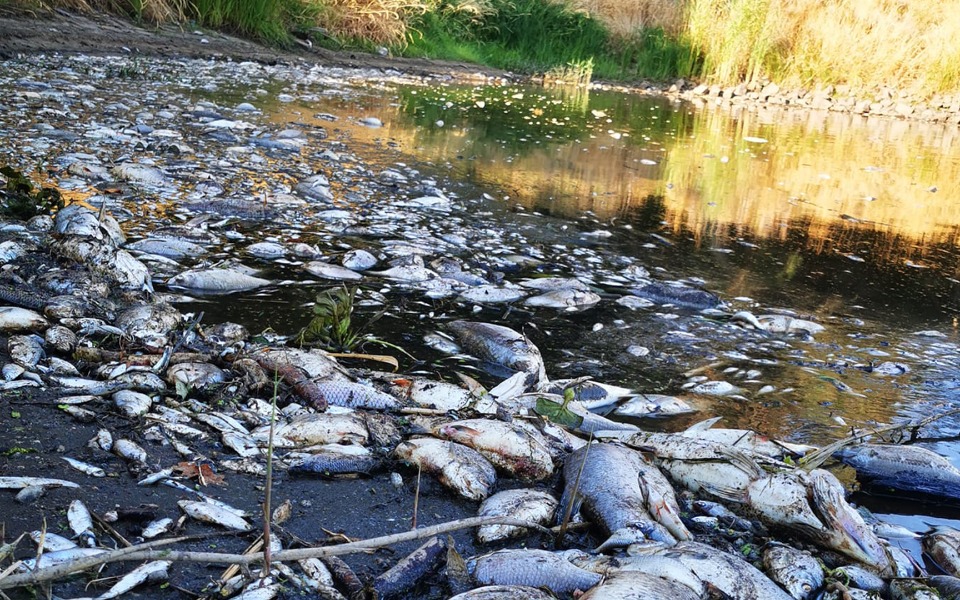 
        Zbiórka Na ratunek odry - zdjęcie główne
    