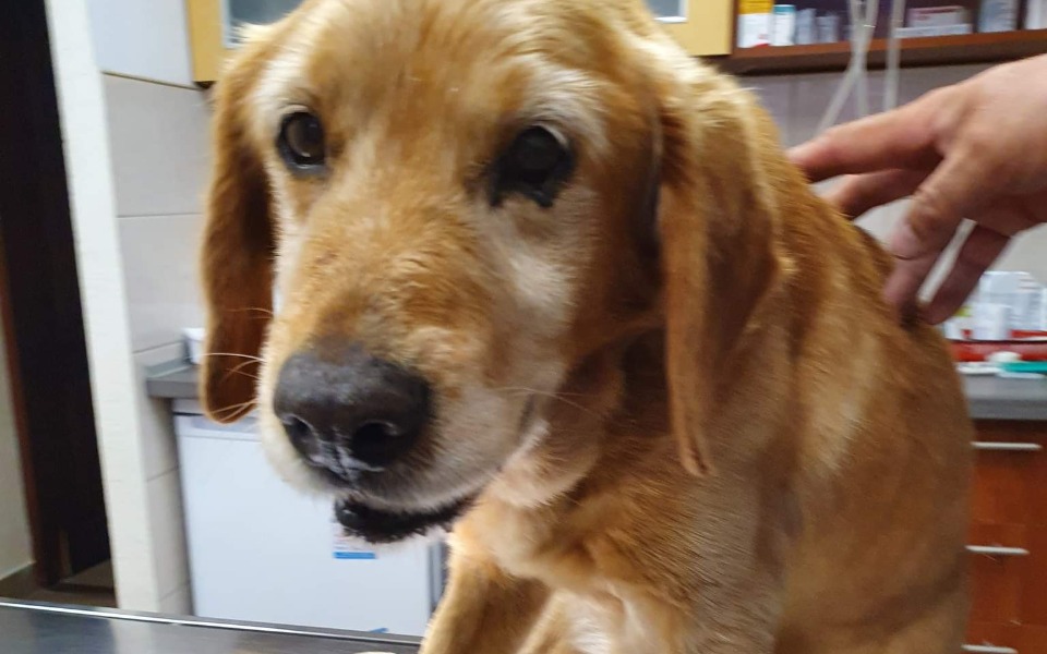 Zbiórka Zagłodzony staruszek z rowu. - zdjęcie główne