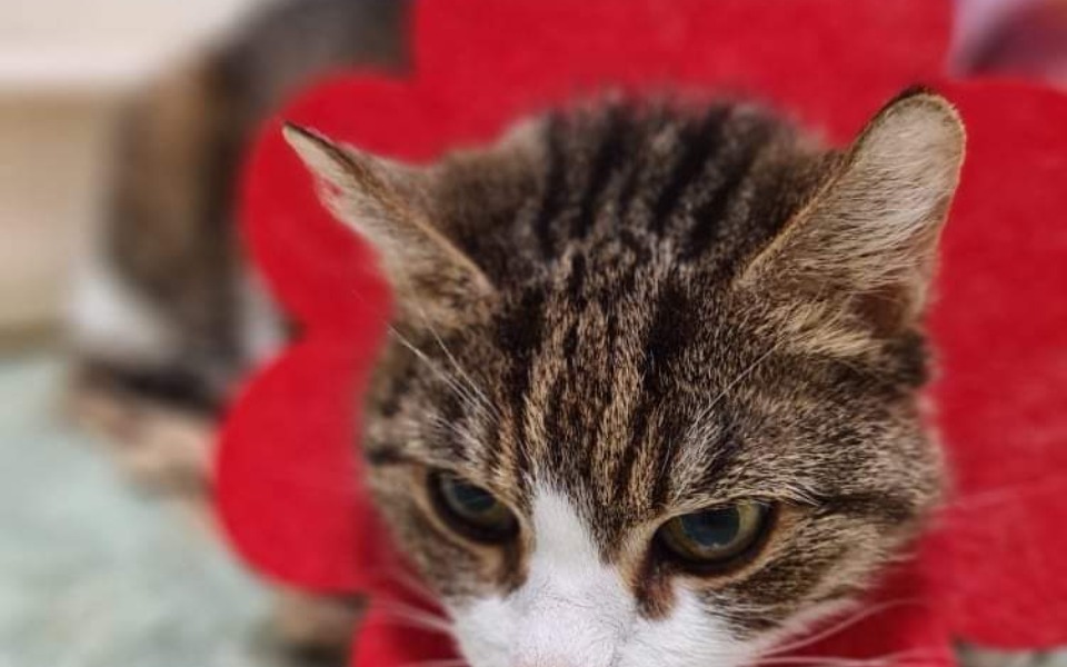 
        Zbiórka Zuzia, na diagnostykę i leczenie - zdjęcie główne
    