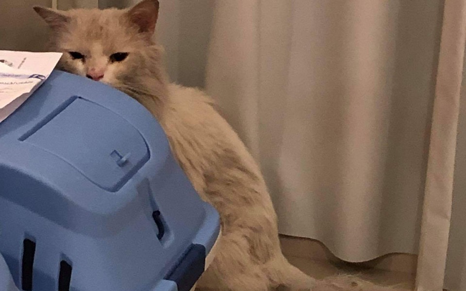 
        Zbiórka Prosze pomóż mi uratować Śnieżkę - zdjęcie główne
    