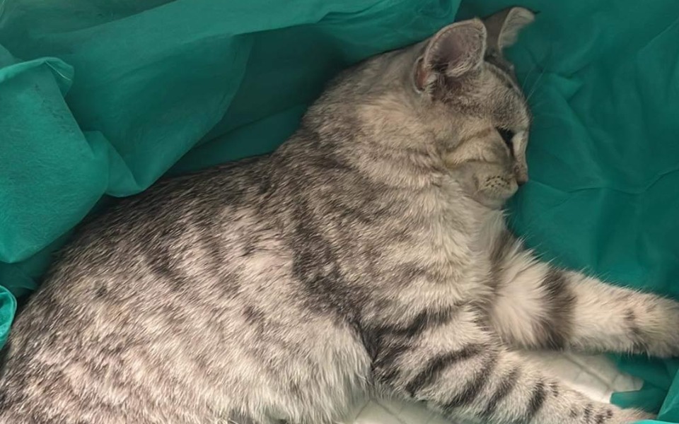 
        Zbiórka Operacja kotki po wypadku - zdjęcie główne
    