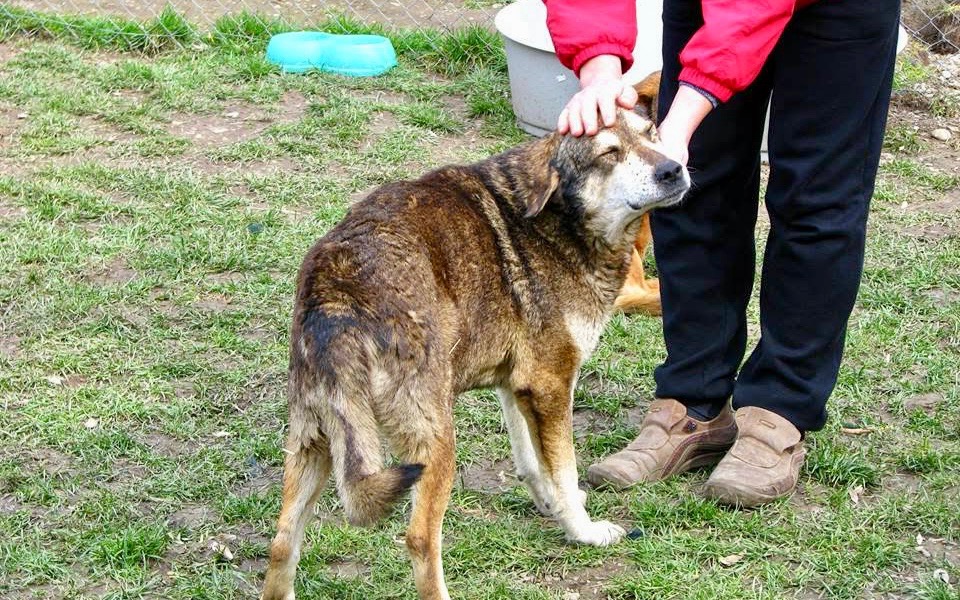 
        Zbiórka Pomoc niechcianym staruszkom - zdjęcie główne
    