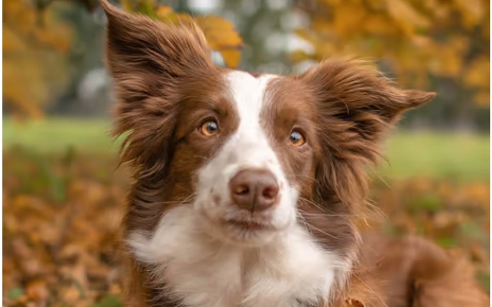 
        Zbiórka Na pieska. Border collie - zdjęcie główne
    