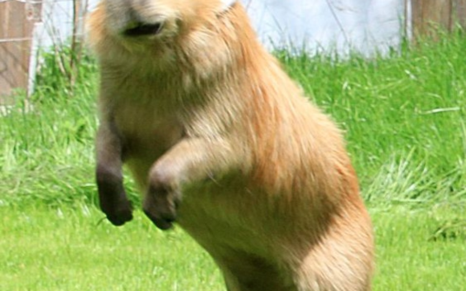 
        Zbiórka na piękną capybare - zdjęcie główne
    