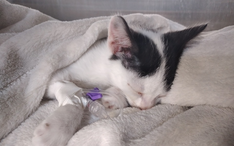 
        Zbiórka Na zakup żwirku - zdjęcie główne
    