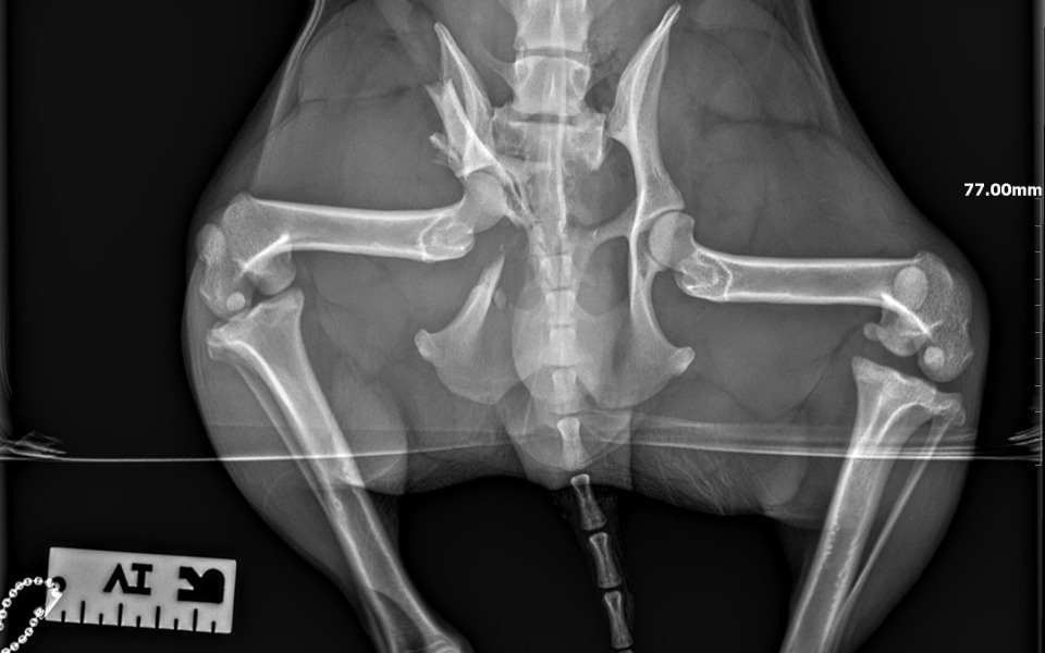 
        Zbiórka Potrącony piesek - zdjęcie główne
    