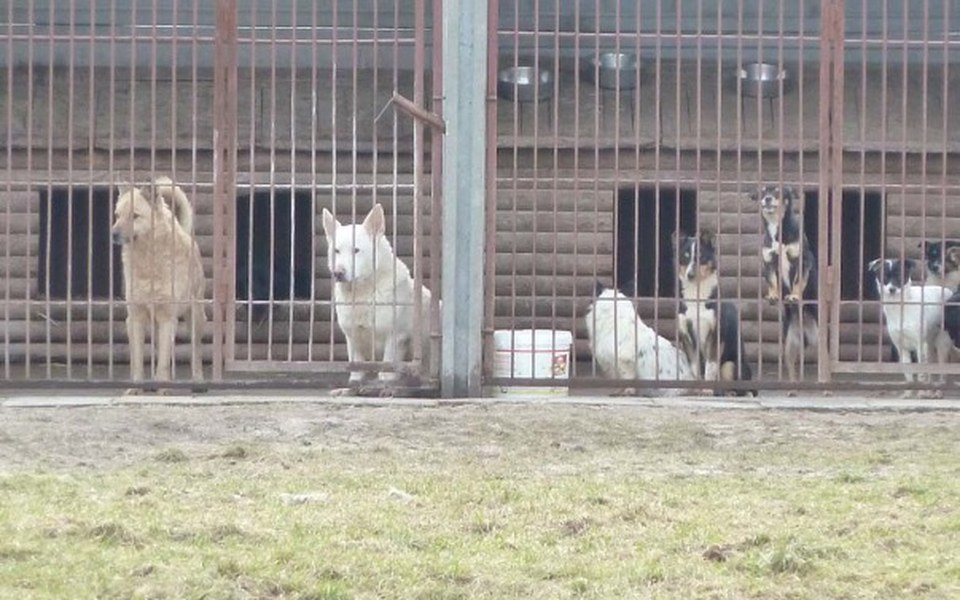 
        Zbiórka Na otwarcie schroniska dla psów - zdjęcie główne
    