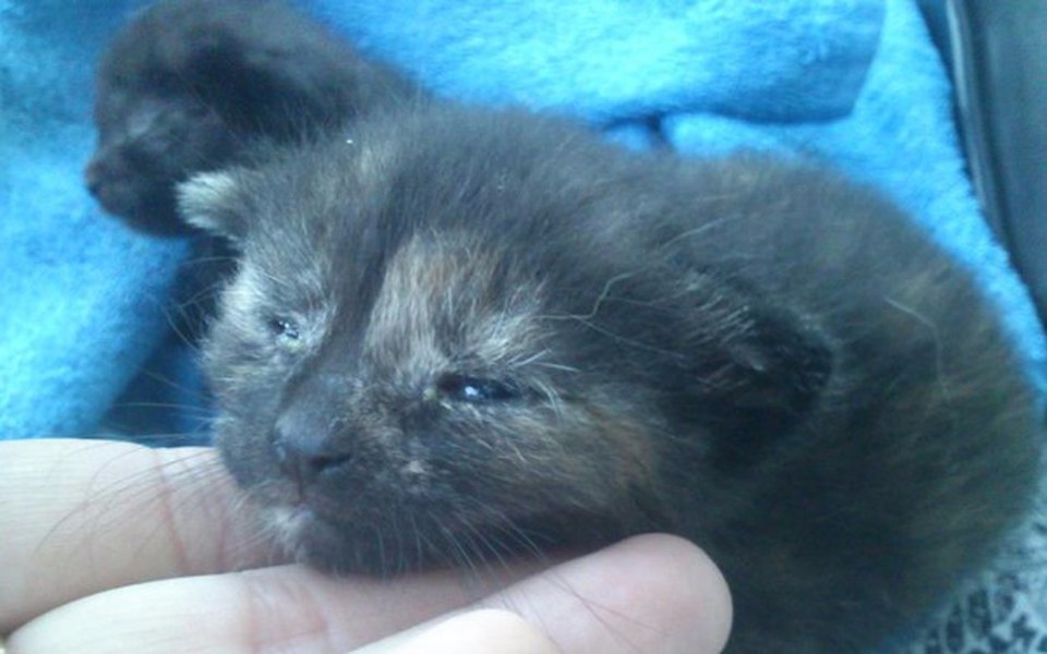 
        Zbiórka Szila i Nikuś by zdrowo rosły - zdjęcie główne
    