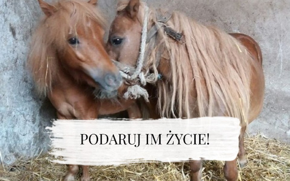 
        Zbiórka Tosi i jej synek chcą żyć. - zdjęcie główne
    