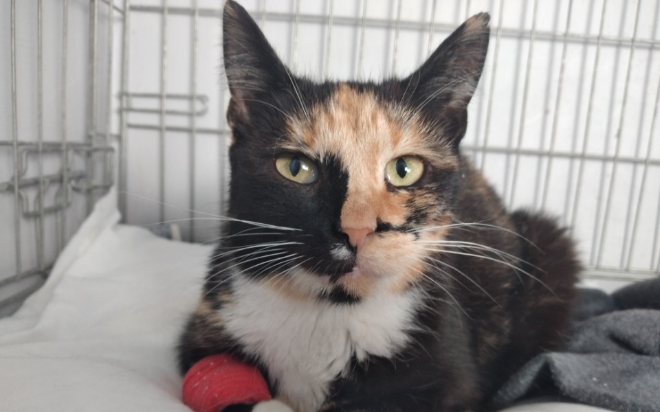 
        Zbiórka Ratujemy Nastkę - zdjęcie główne
    