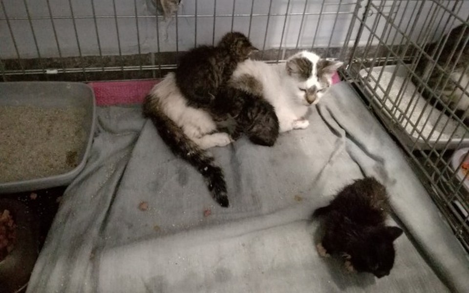 
        Zbiórka Koty z działek w Bytomiu TOZ - zdjęcie główne
    