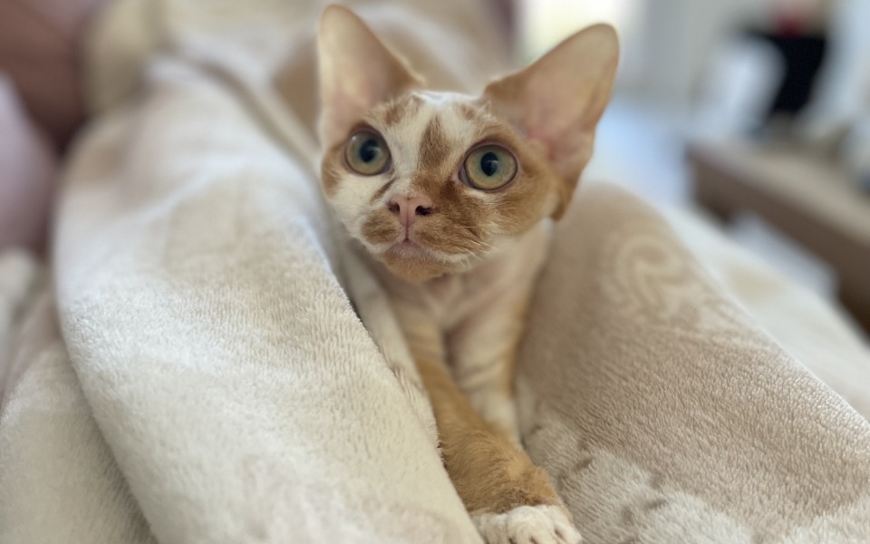 
        Zbiórka Ron Alien w walce z wirusem - zdjęcie główne
    