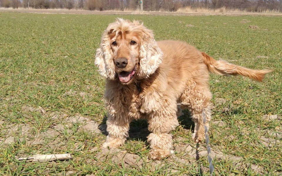 
        Zbiórka Hotelik dla Nero - zdjęcie główne
    