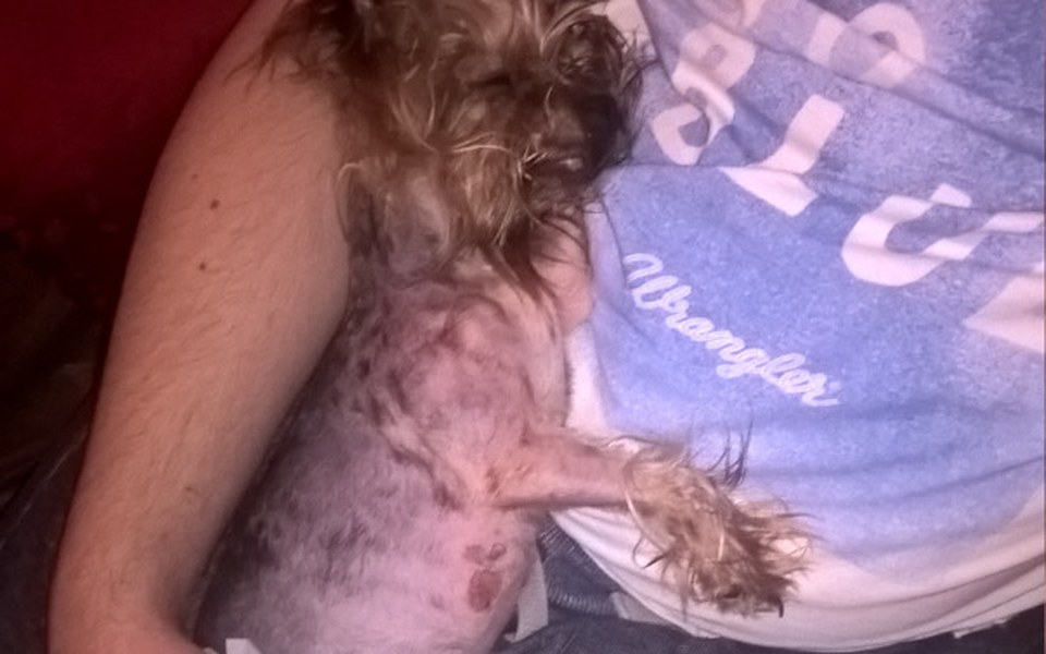 
        Zbiórka Waleczna psinka chce żyć! - zdjęcie główne
    