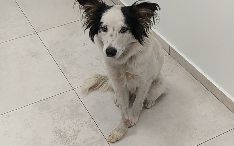 
        Zbiórka Kropek-ZOSTAWIONY BEZ POMOCY - zdjęcie główne
    