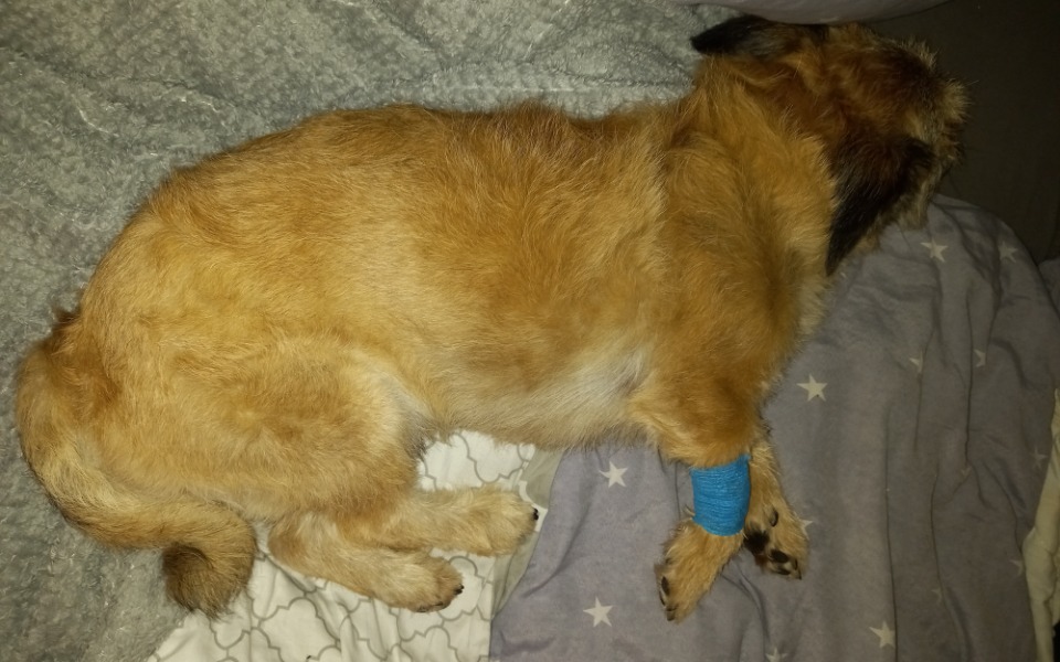 
        Zbiórka Zwichnięcie stawu biodrowego - zdjęcie główne
    