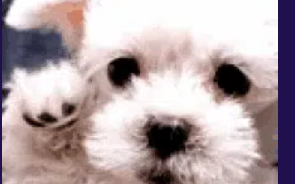 
        Zbiórka Zbiórka na psiaki w schronisku - zdjęcie główne
    