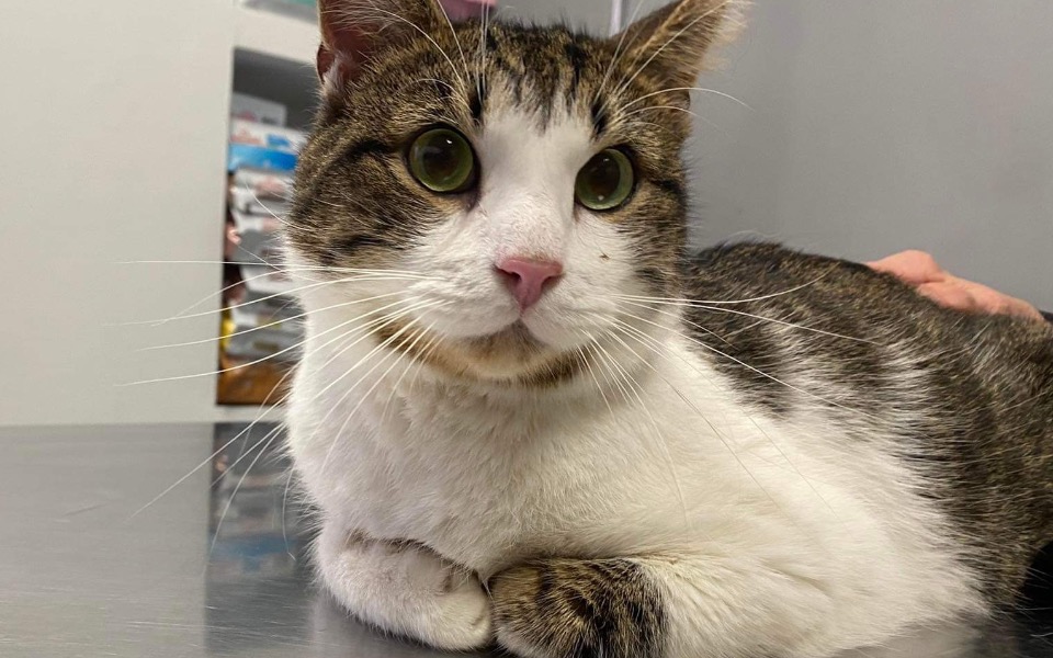 
        Zbiórka Pogryzek WALCZY z FIPem - zdjęcie główne
    