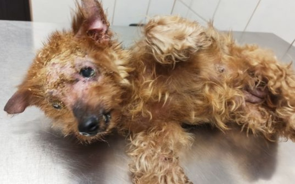 
        Zbiórka Przerwać koszmar cierpienia - zdjęcie główne
    