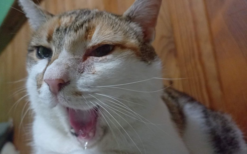 
        Zbiórka Leczenie Soni i dożywianie kotów - zdjęcie główne
    