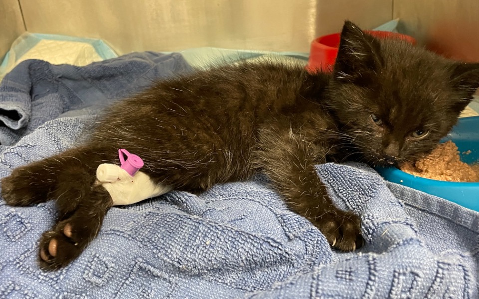 
        Zbiórka Sparaliżowane maleństwo , pomocy - zdjęcie główne
    