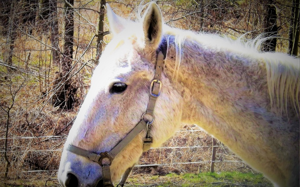 
        Zbiórka Klacz Liza leczenie - zdjęcie główne
    