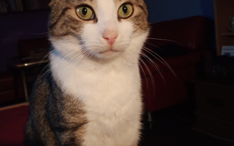 Zbiórka Na leczenie kota filemona - zdjęcie główne