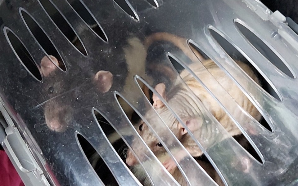 Zbiórka Gryzonie ze sklepu zoologicznego - zdjęcie główne