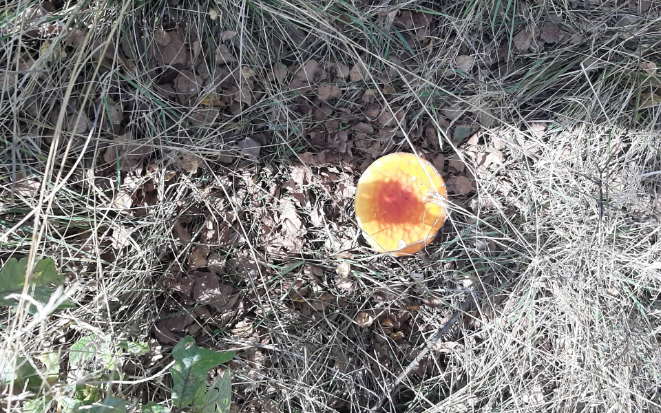 
        Zbiórka Powrót do ukrainy - zdjęcie główne
    