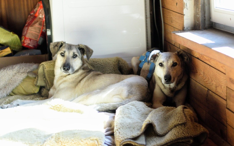 
        Zbiórka Karma dla przyjaciół mniejszych - zdjęcie główne
    