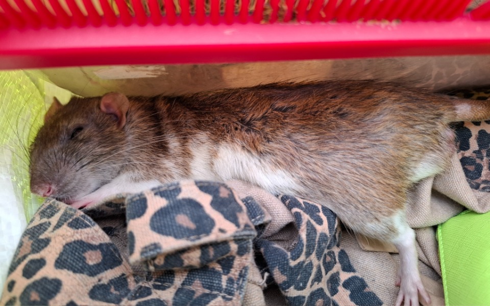 
        Zbiórka Misiek potrzebuje pomocy 3 - zdjęcie główne
    