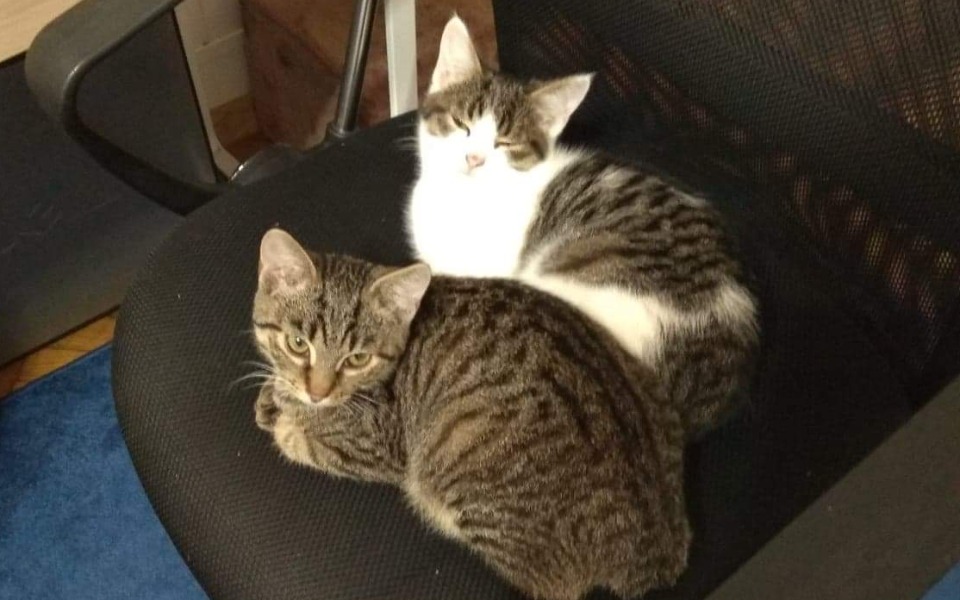 
        Zbiórka Kuba i Guciu - porzucone koty - zdjęcie główne
    