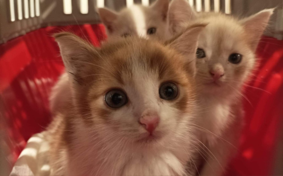 
        Zbiórka Pomoc małym kociakom - zdjęcie główne
    