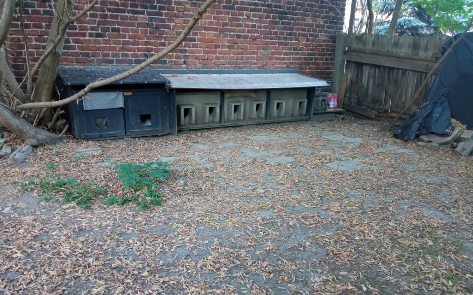 
        Zbiórka Kocie osiedle - zdjęcie główne
    