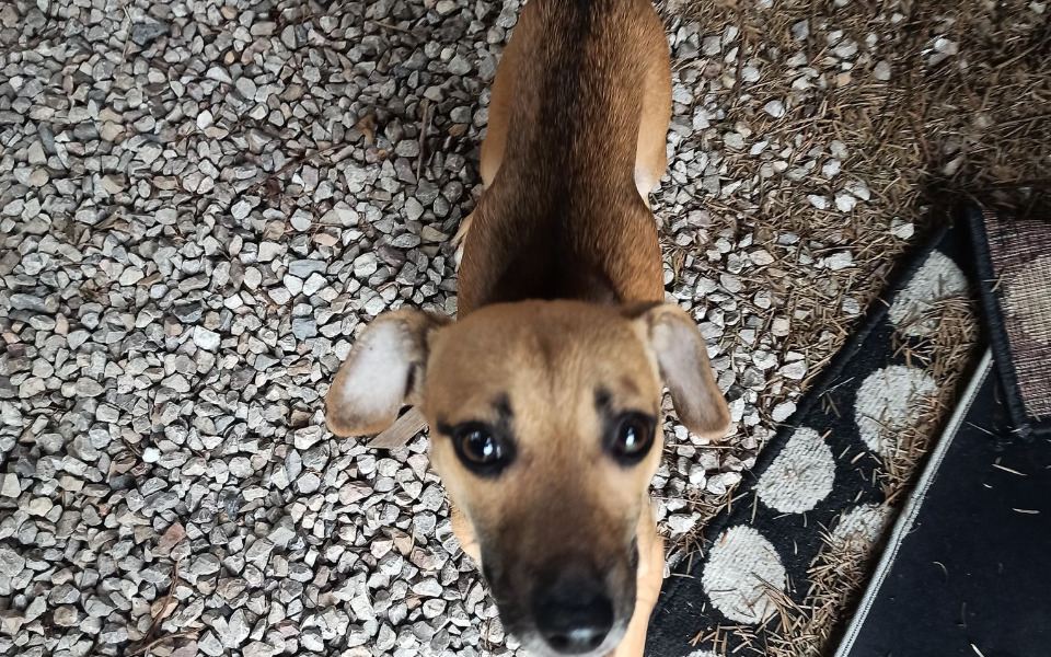 
        Zbiórka Pomoc dla chudzinki Bonnie - zdjęcie główne
    