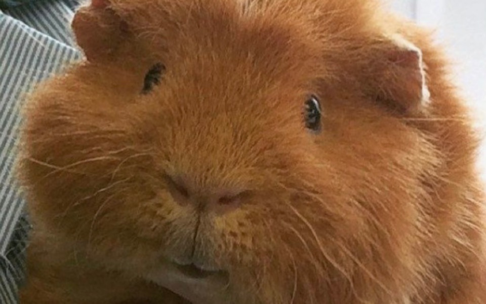 
        Zbiórka dobre warunki dla świnek morskic - zdjęcie główne
    