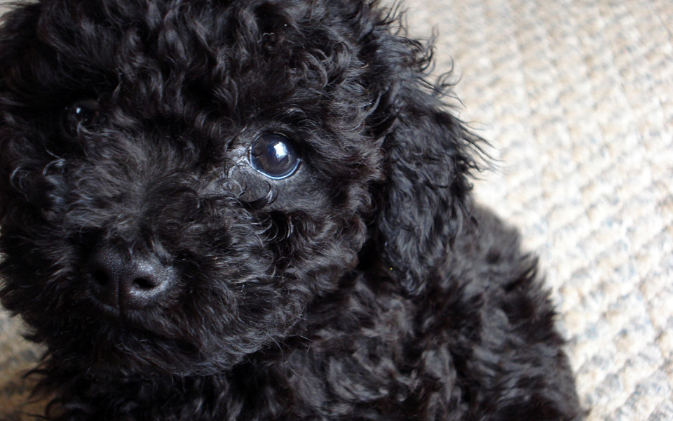 
        Zbiórka na koszty adwokata - zdjęcie główne
    