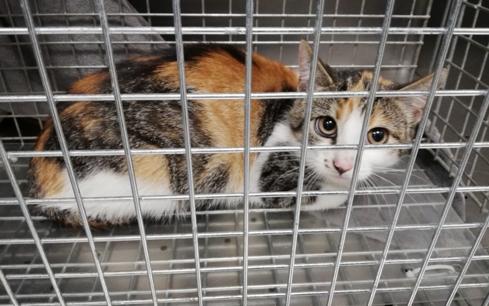 Zbiórka Zuma miała zginąć pod kołami aut - zdjęcie główne