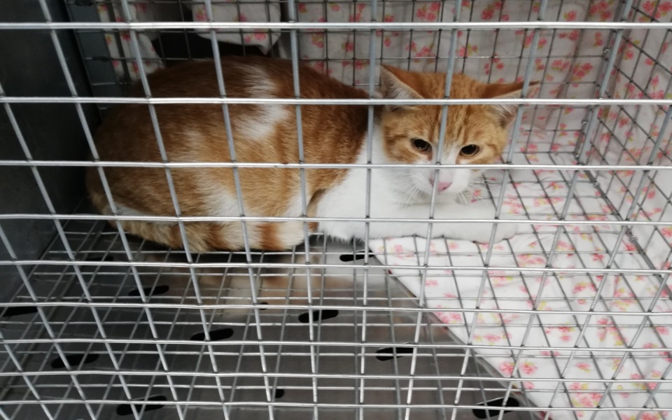 
        Zbiórka Sky uniknął śmierci na drodze - zdjęcie główne
    